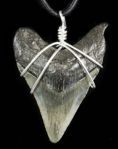Fossil Megalodon Tooth Necklace #47766